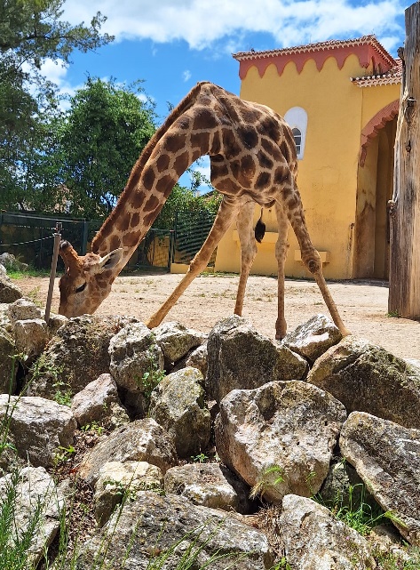 zoo4